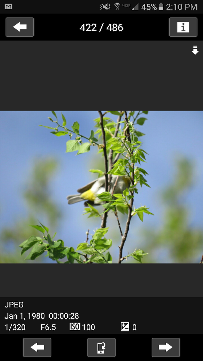 Gelbsteiß-Waldsänger - ML95523571