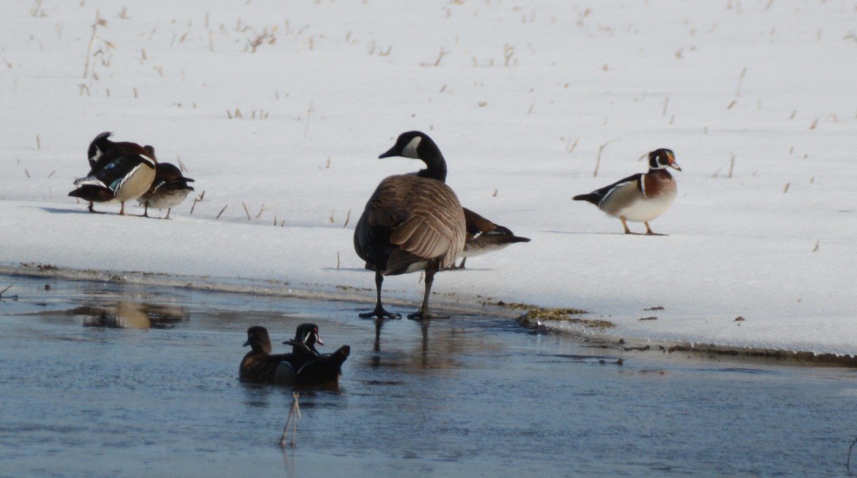 Wood Duck - ML95524291