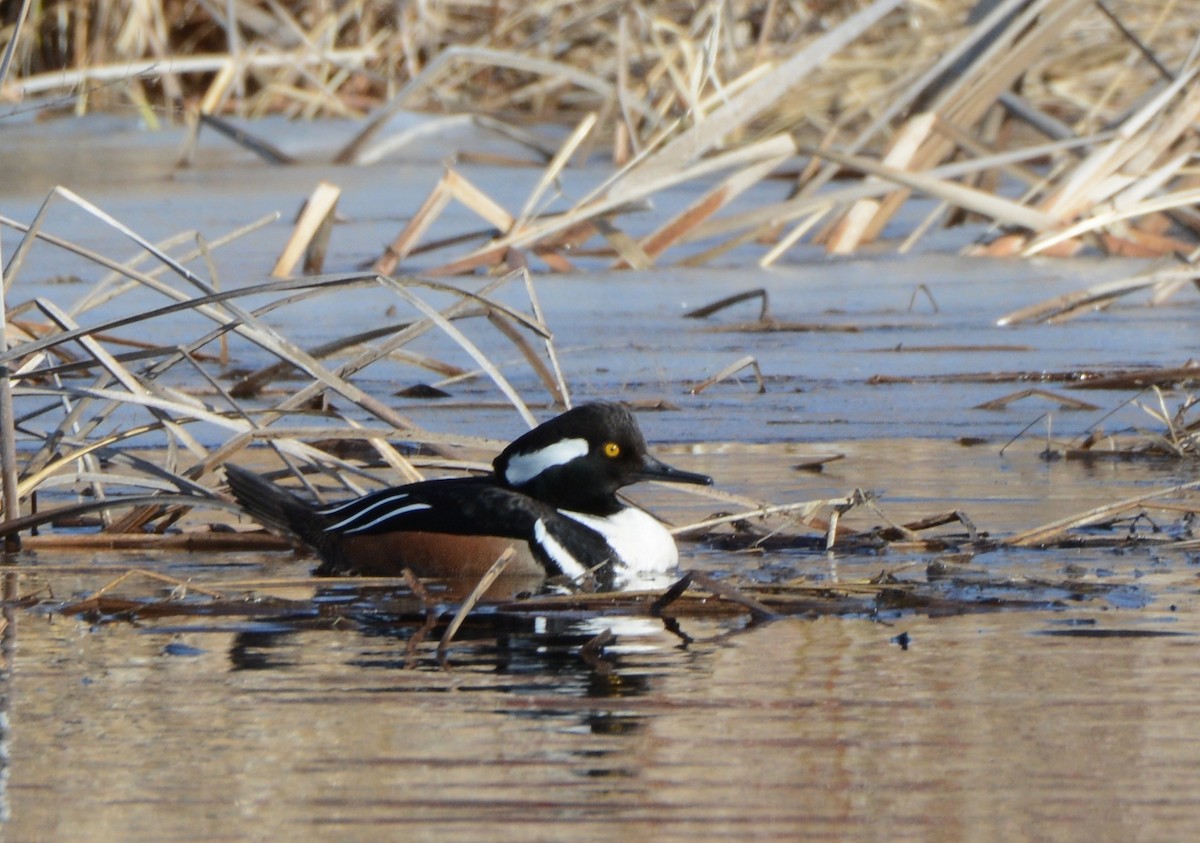 Hooded Merganser - ML95525501