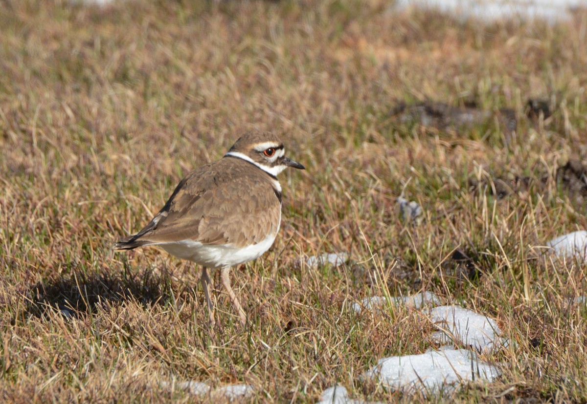 Killdeer - ML95525701