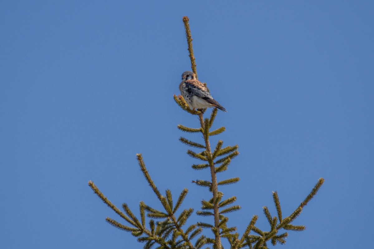 American Kestrel - ML95529211