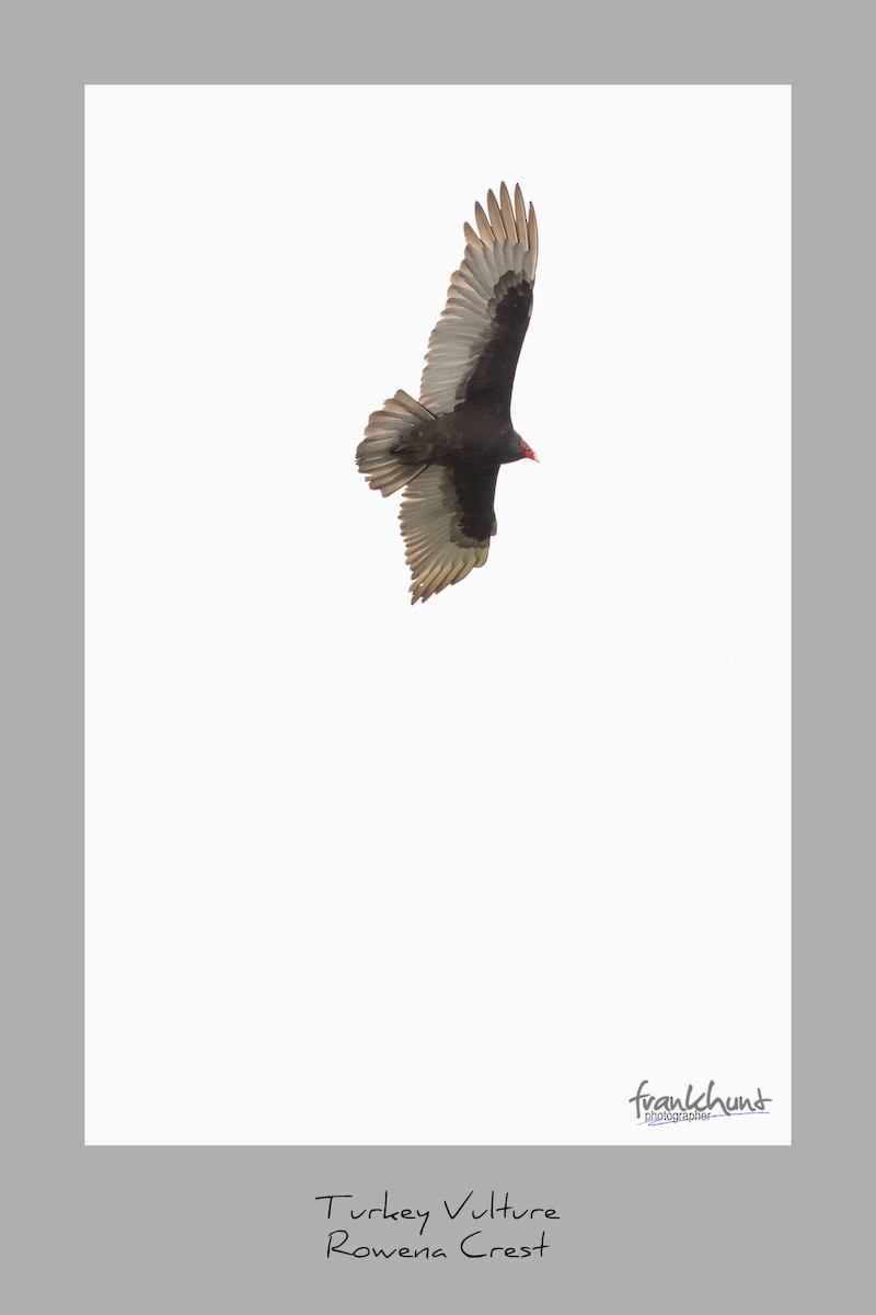 Turkey Vulture - ML95531011