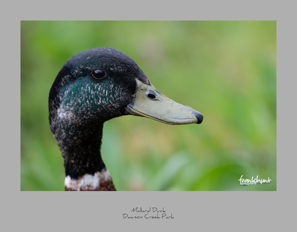 Mallard - ML95531531