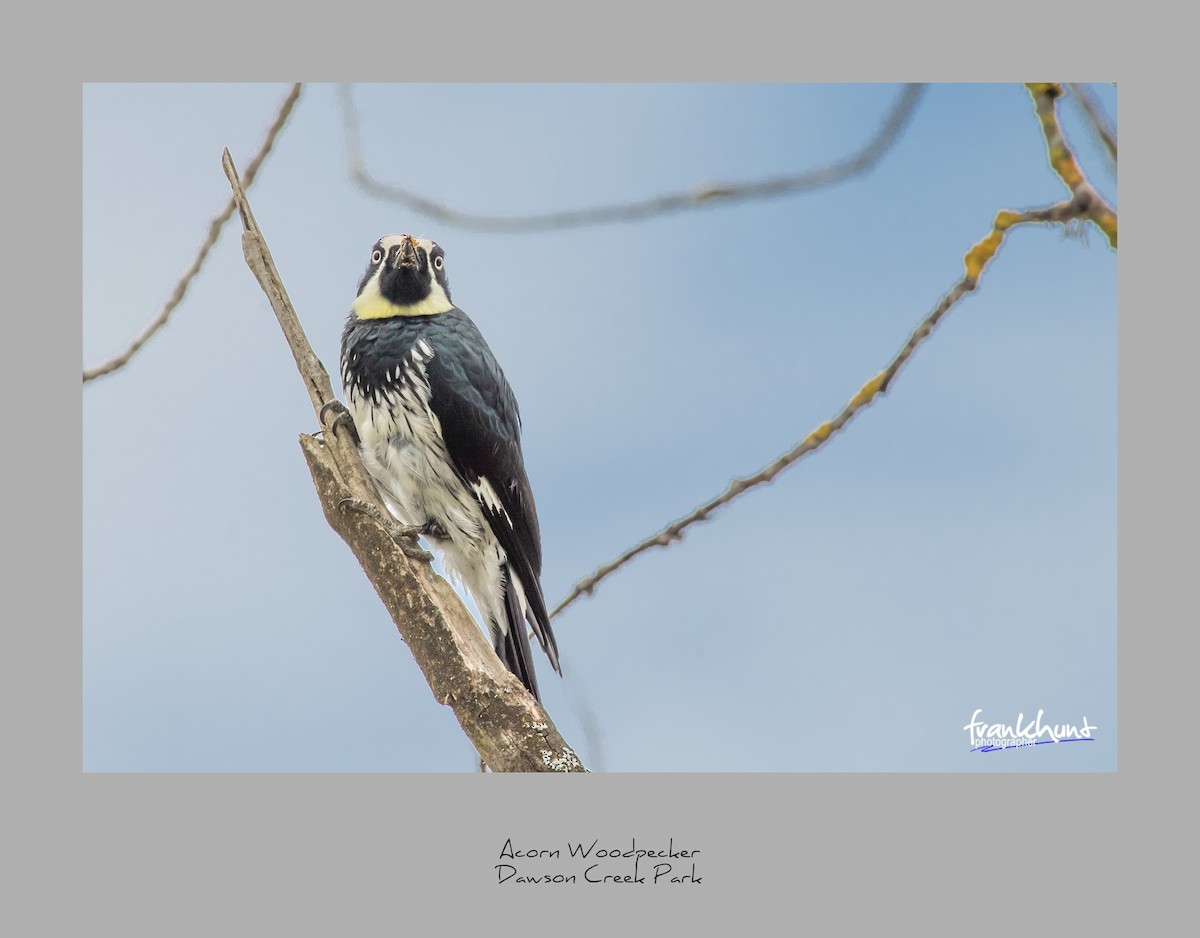 Acorn Woodpecker - ML95531661