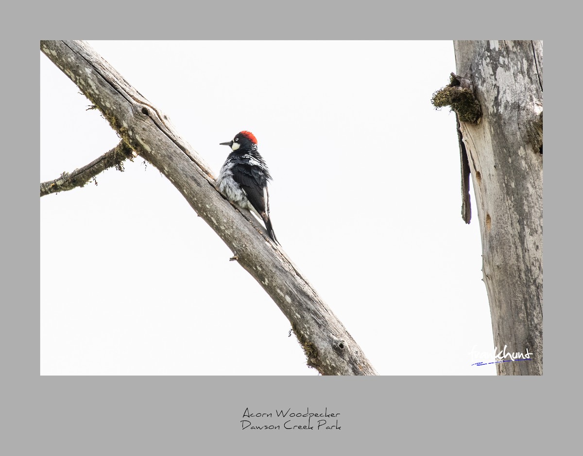 Acorn Woodpecker - ML95531671