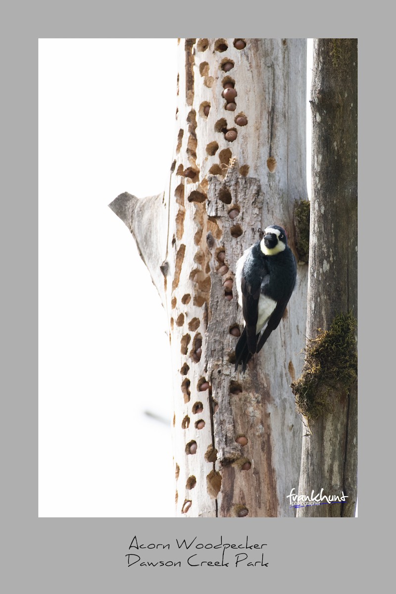 Acorn Woodpecker - ML95531691