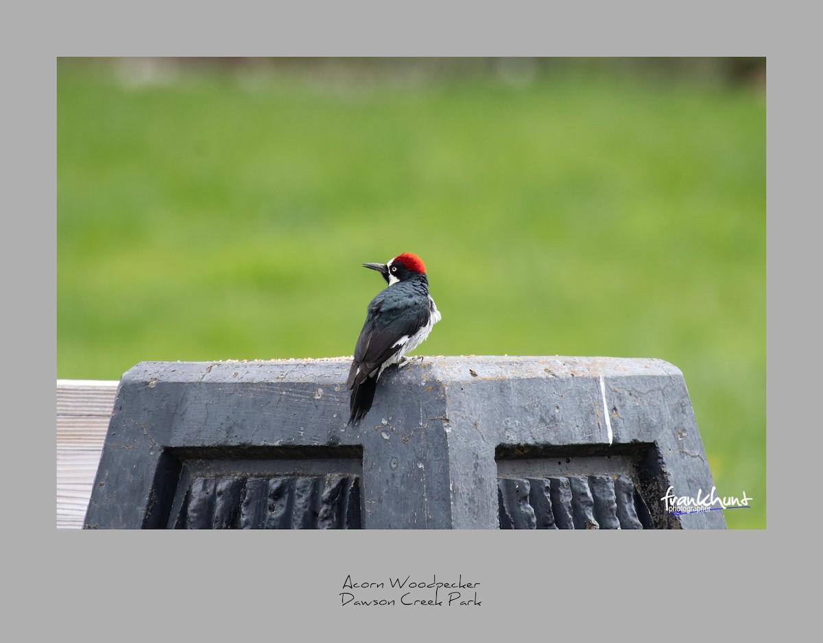 Acorn Woodpecker - ML95531701