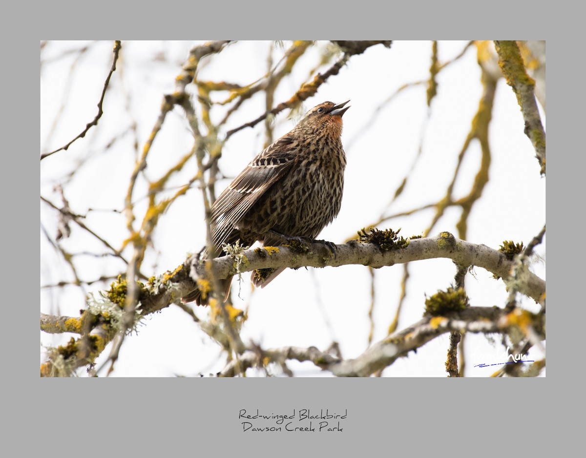 Red-winged Blackbird - ML95531801