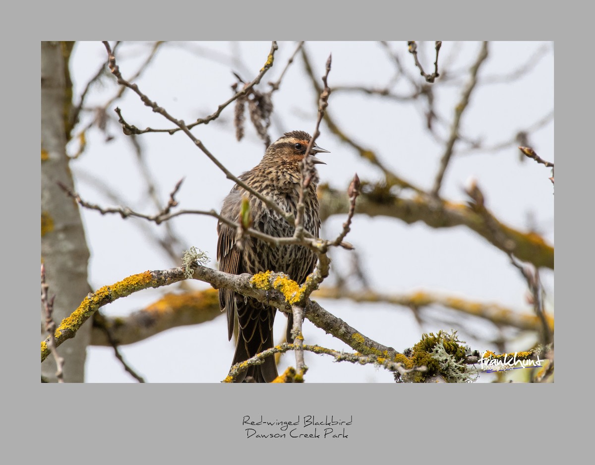 Red-winged Blackbird - ML95531821