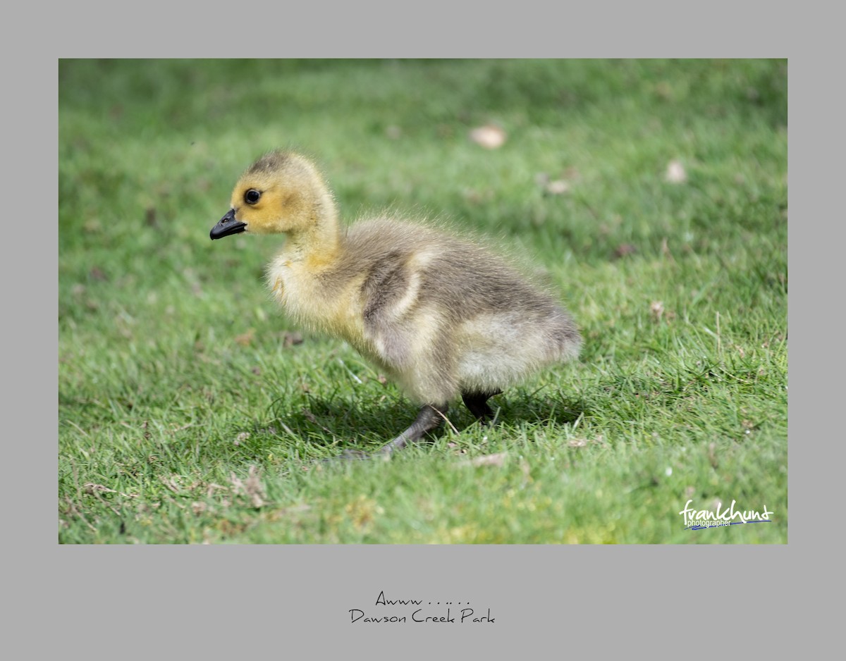 Canada Goose - ML95532011