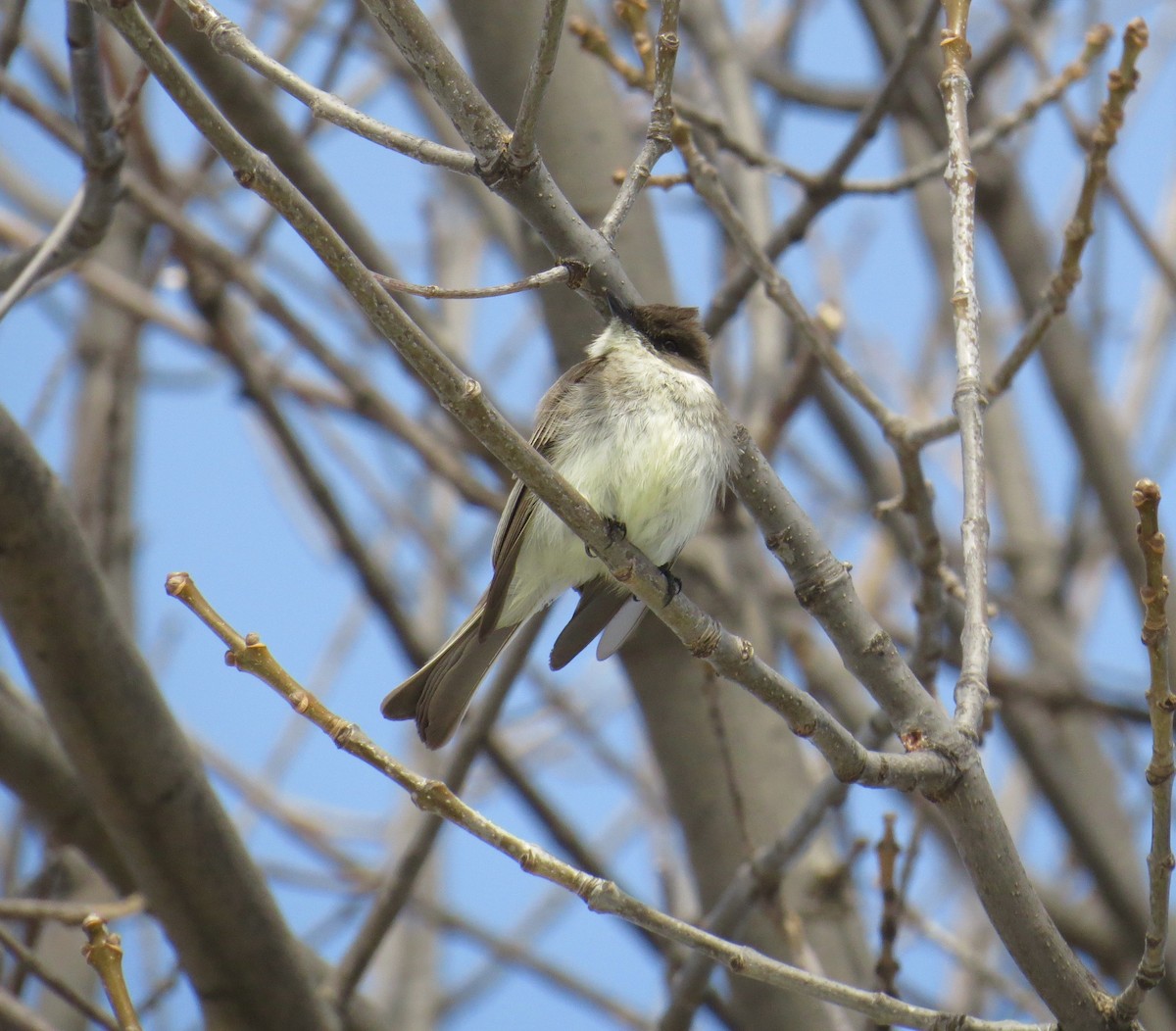 Eastern Phoebe - ML95532221