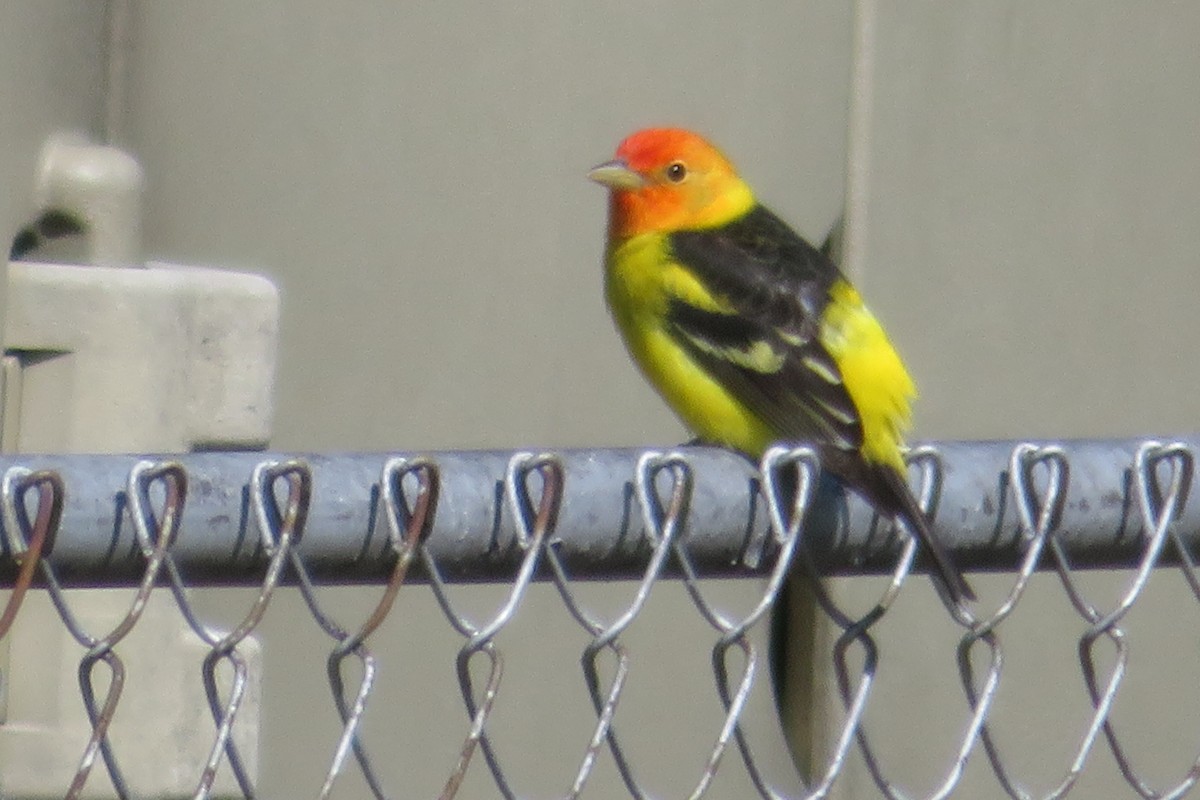 Western Tanager - ML95532961