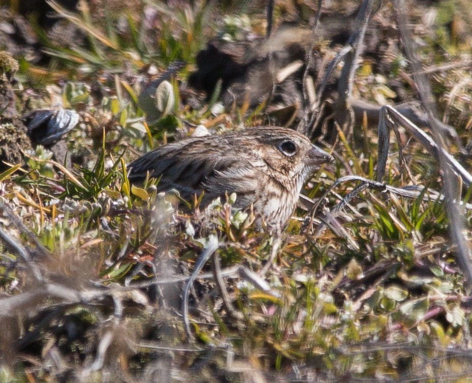 Vesper Sparrow - ML95533181