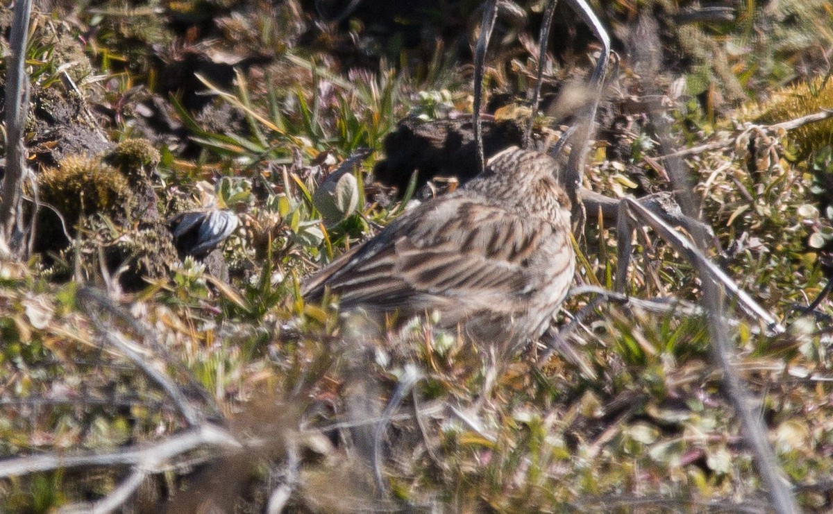 Vesper Sparrow - ML95533201