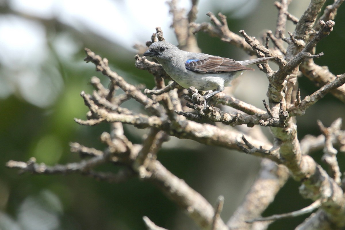Calliste gris - ML95533451