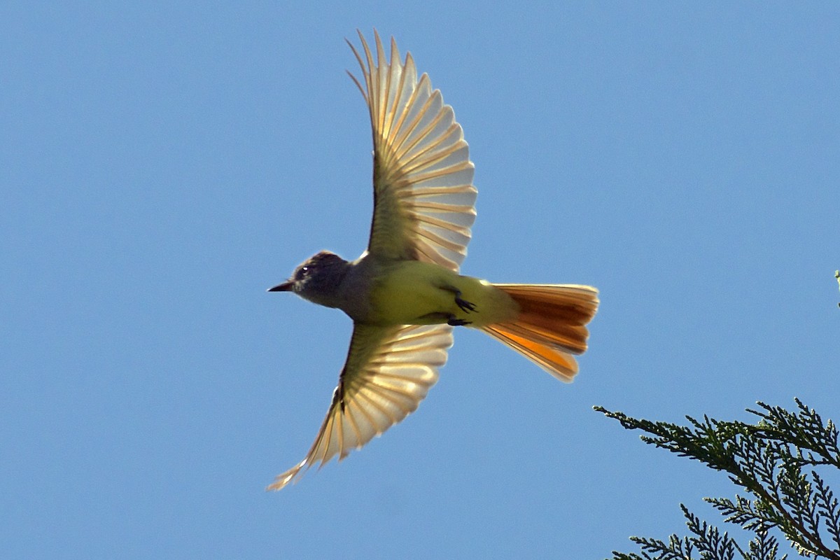 Great Crested Flycatcher - ML95533721