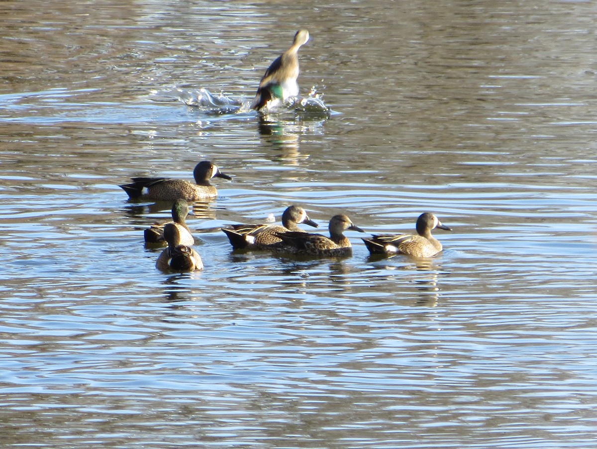 Blue-winged Teal - Charles Henrikson