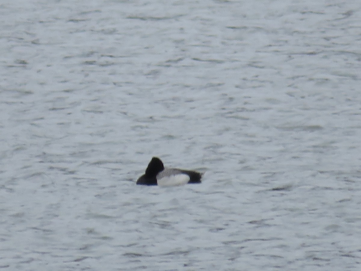 Lesser Scaup - ML95535281