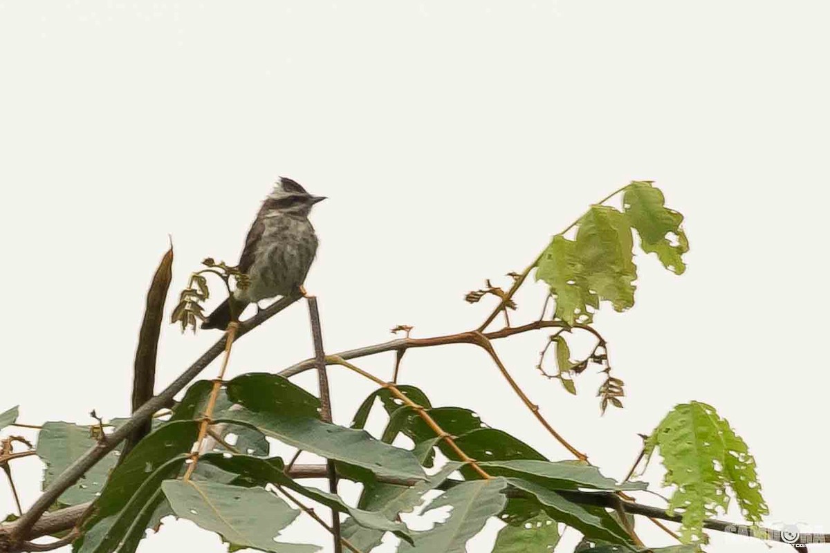 Piratic Flycatcher - ML95536001