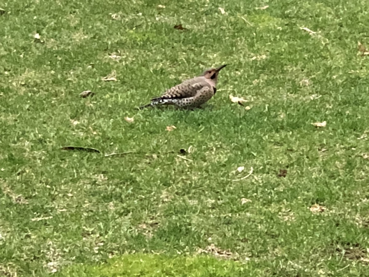 Northern Flicker - ML95536411