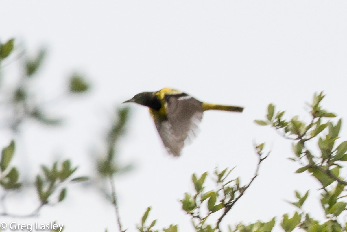 Oriole jaune-verdâtre - ML95536971