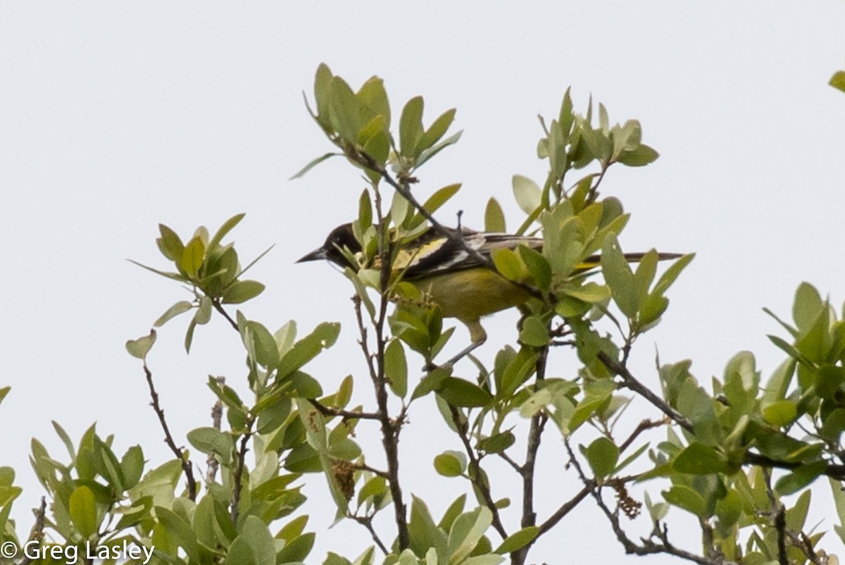 Scott's Oriole - ML95536981