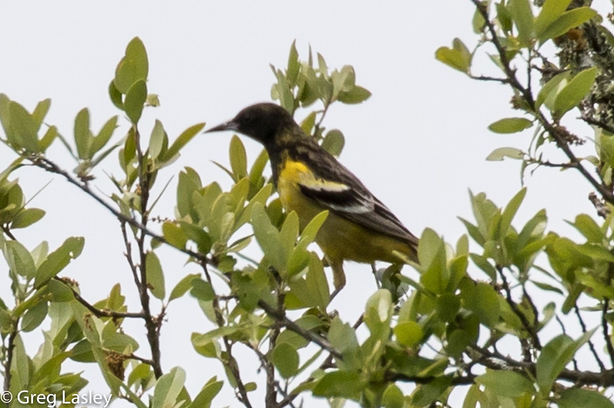 Oriole jaune-verdâtre - ML95536991