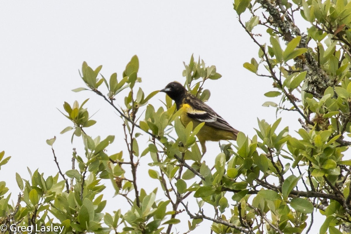 Scott's Oriole - ML95537101