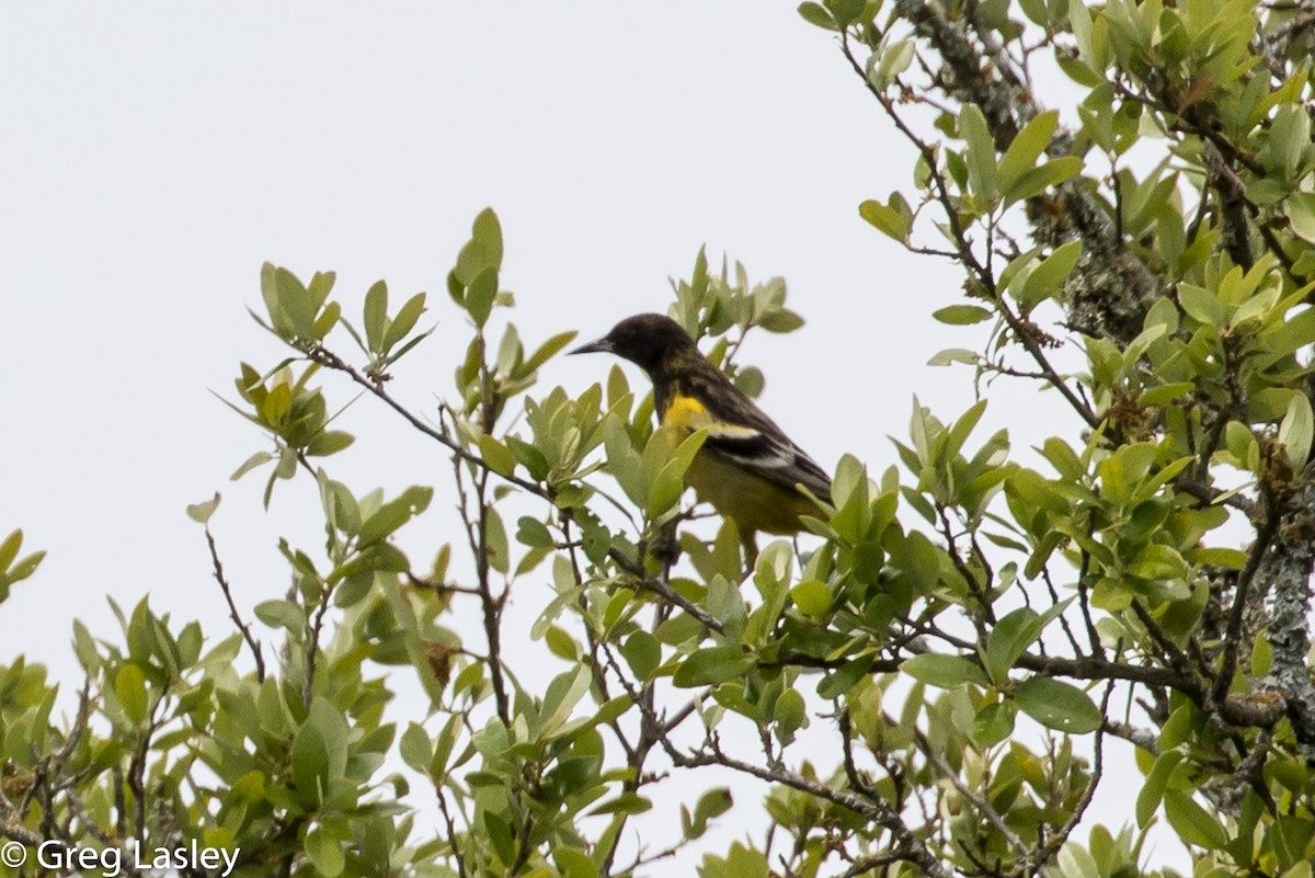Scott's Oriole - ML95537111