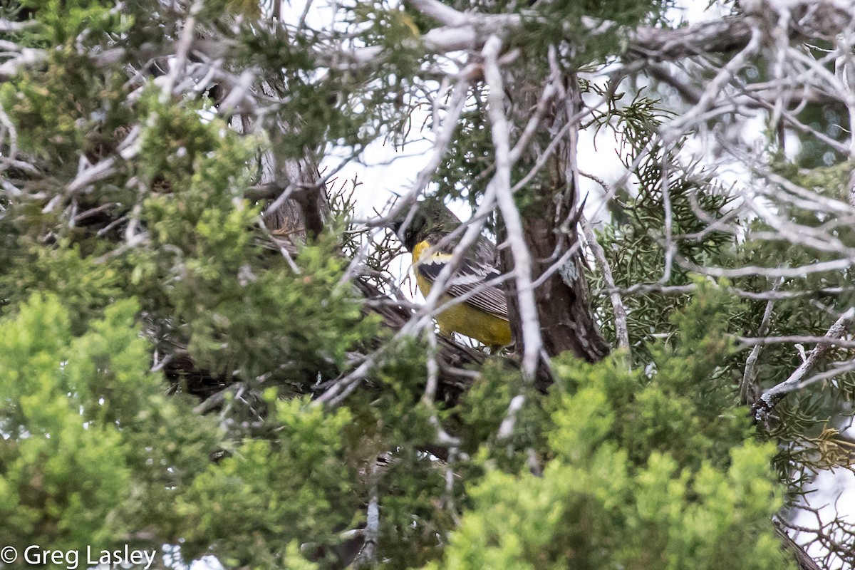 Scott's Oriole - ML95537131