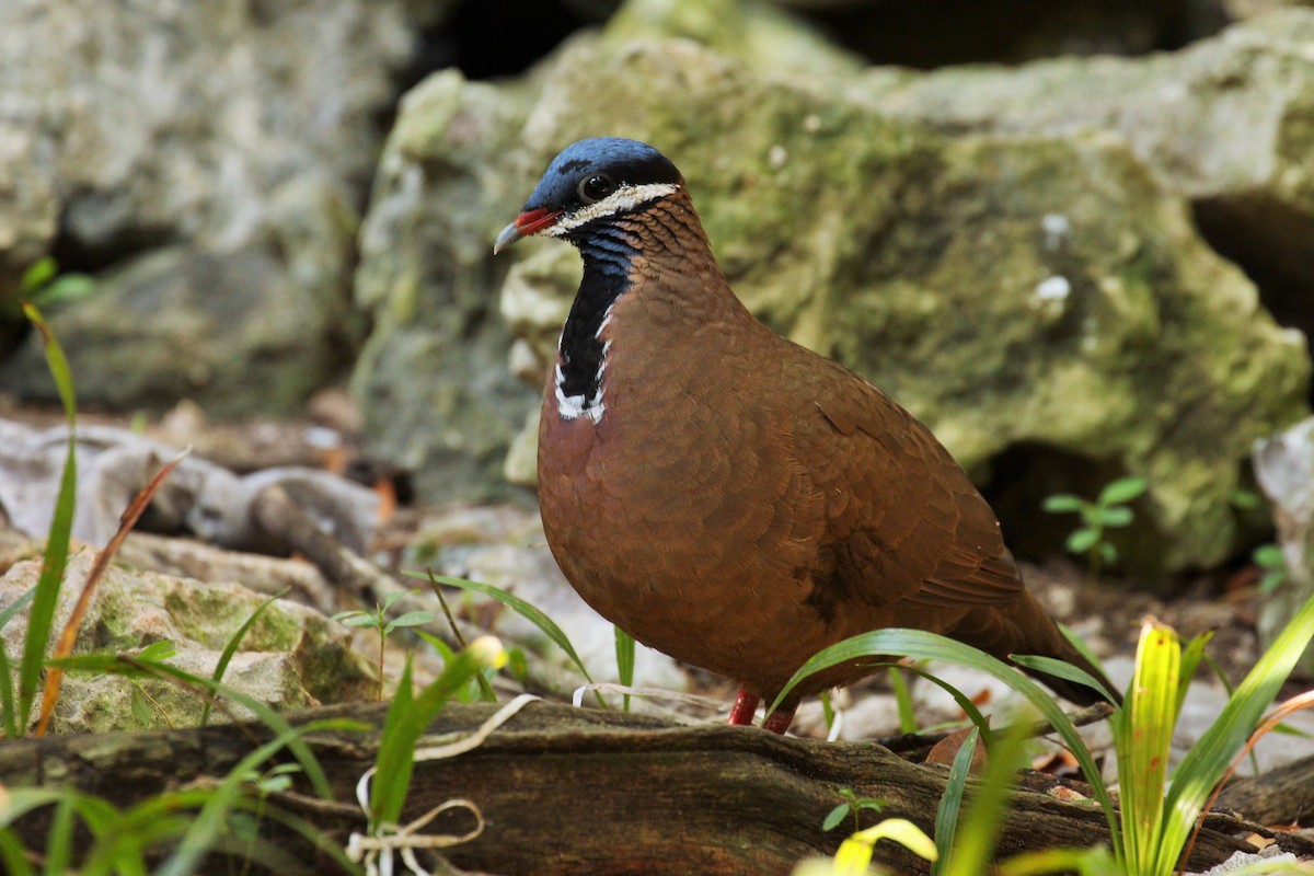 Blue-headed Quail-Dove - ML95538201