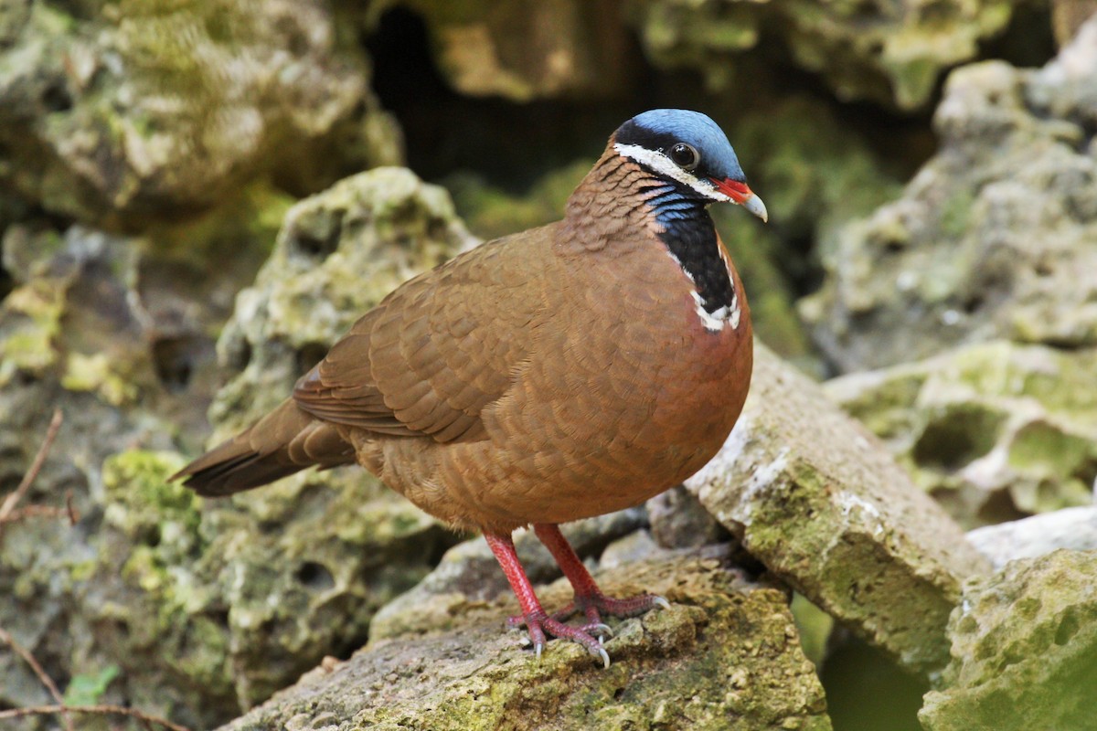 Colombe à tête bleue - ML95538501