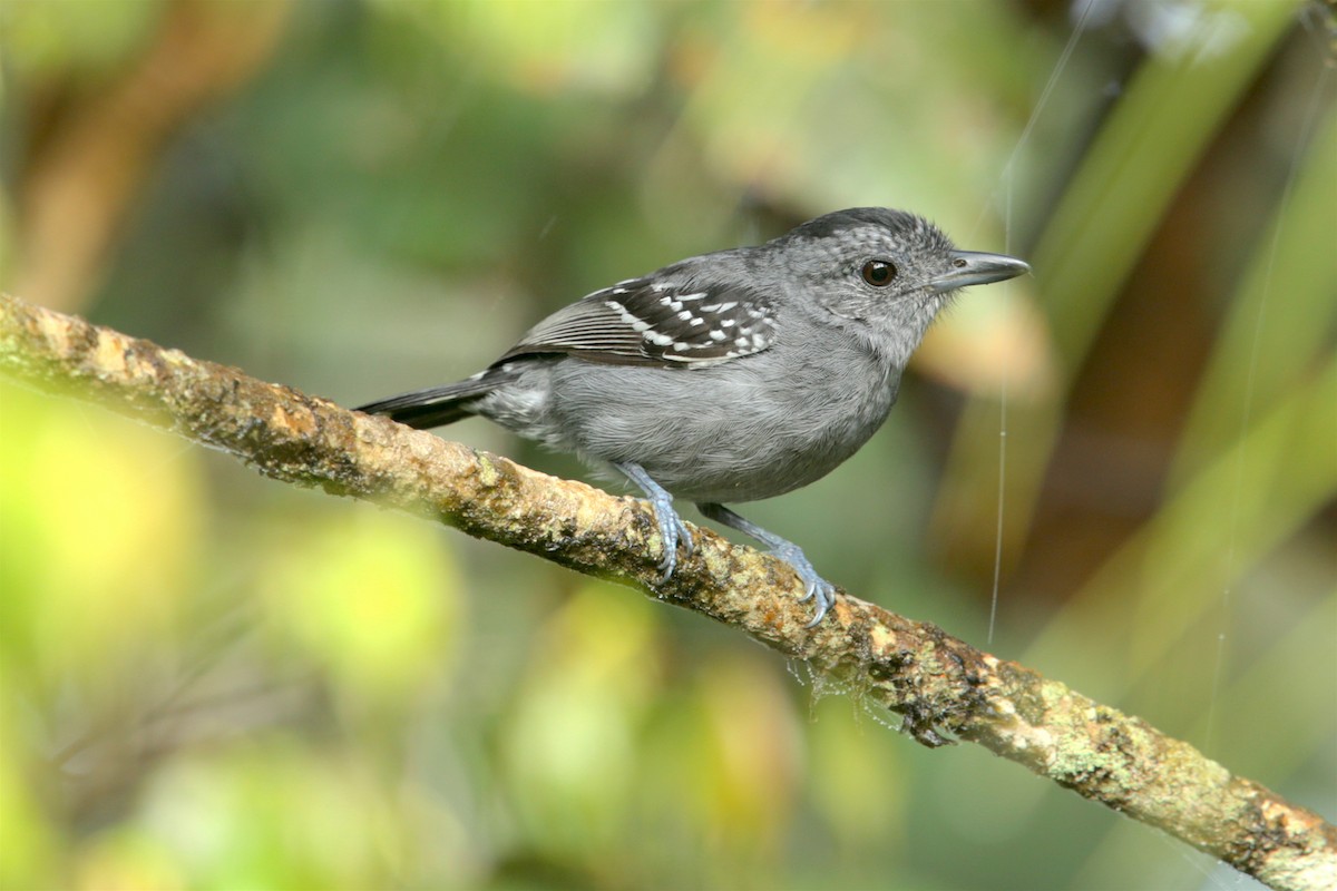 Black-crowned Antshrike - ML95538681