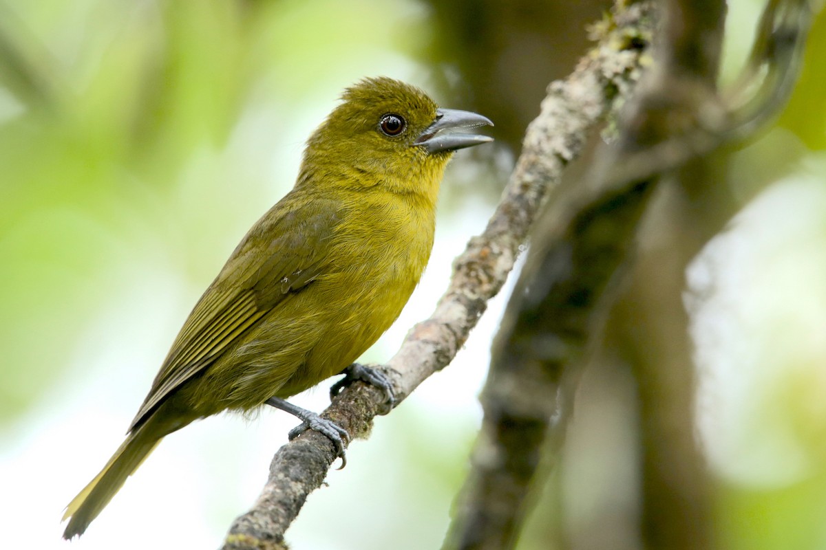 Carmiol's Tanager - Aaron Maizlish
