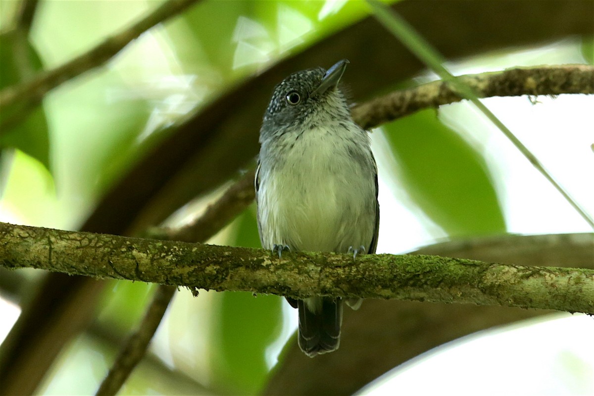 Tüpfelkronen-Ameisenvogel - ML95538831