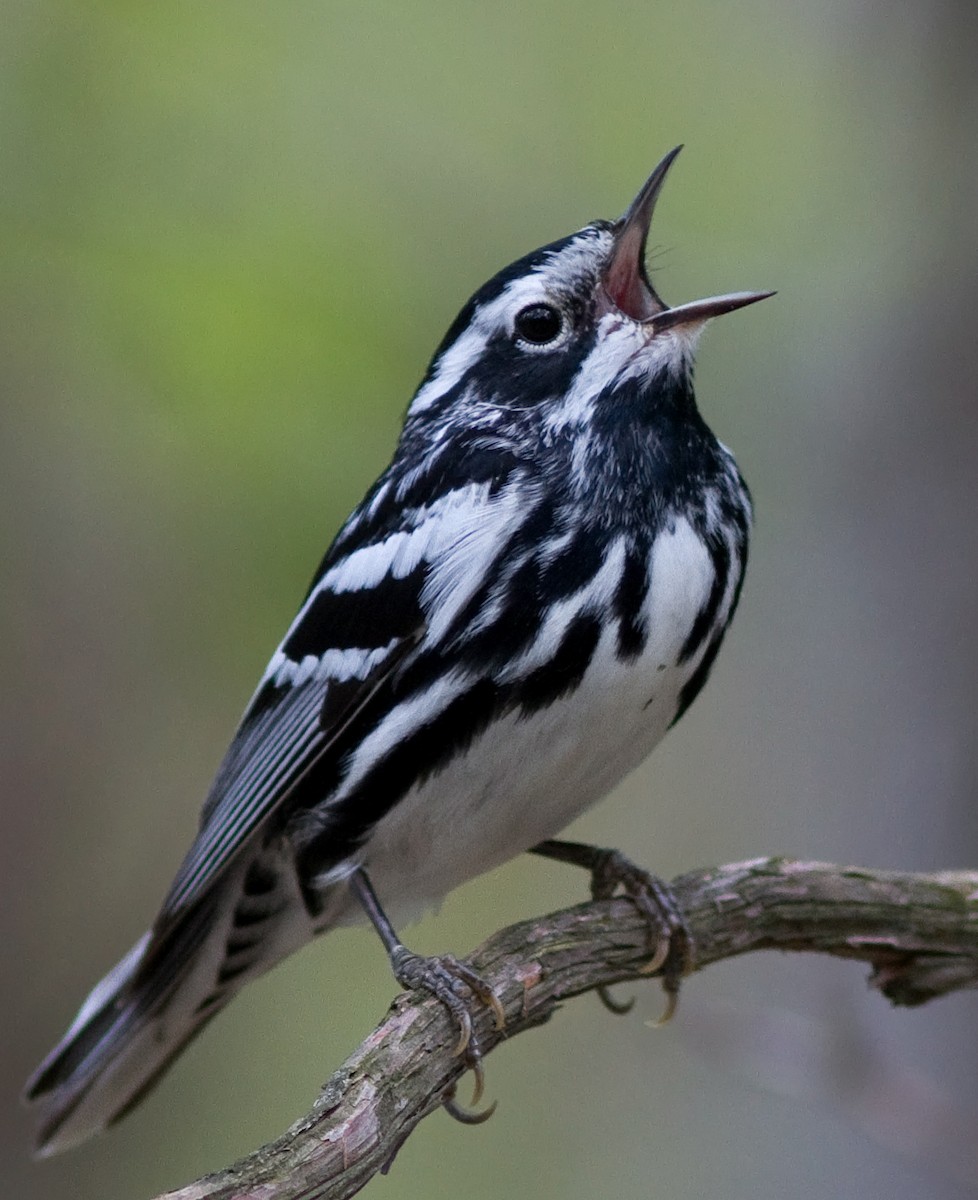 Black-and-white Warbler - Mark R Johnson