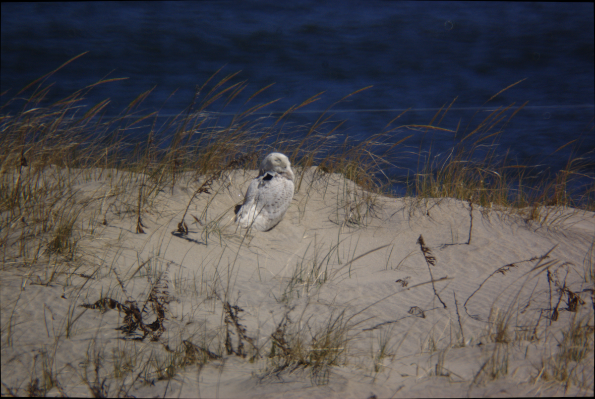 Snowy Owl - ML95540741