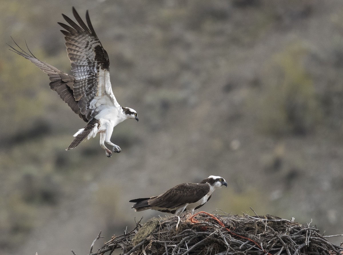 Osprey - Ian Routley