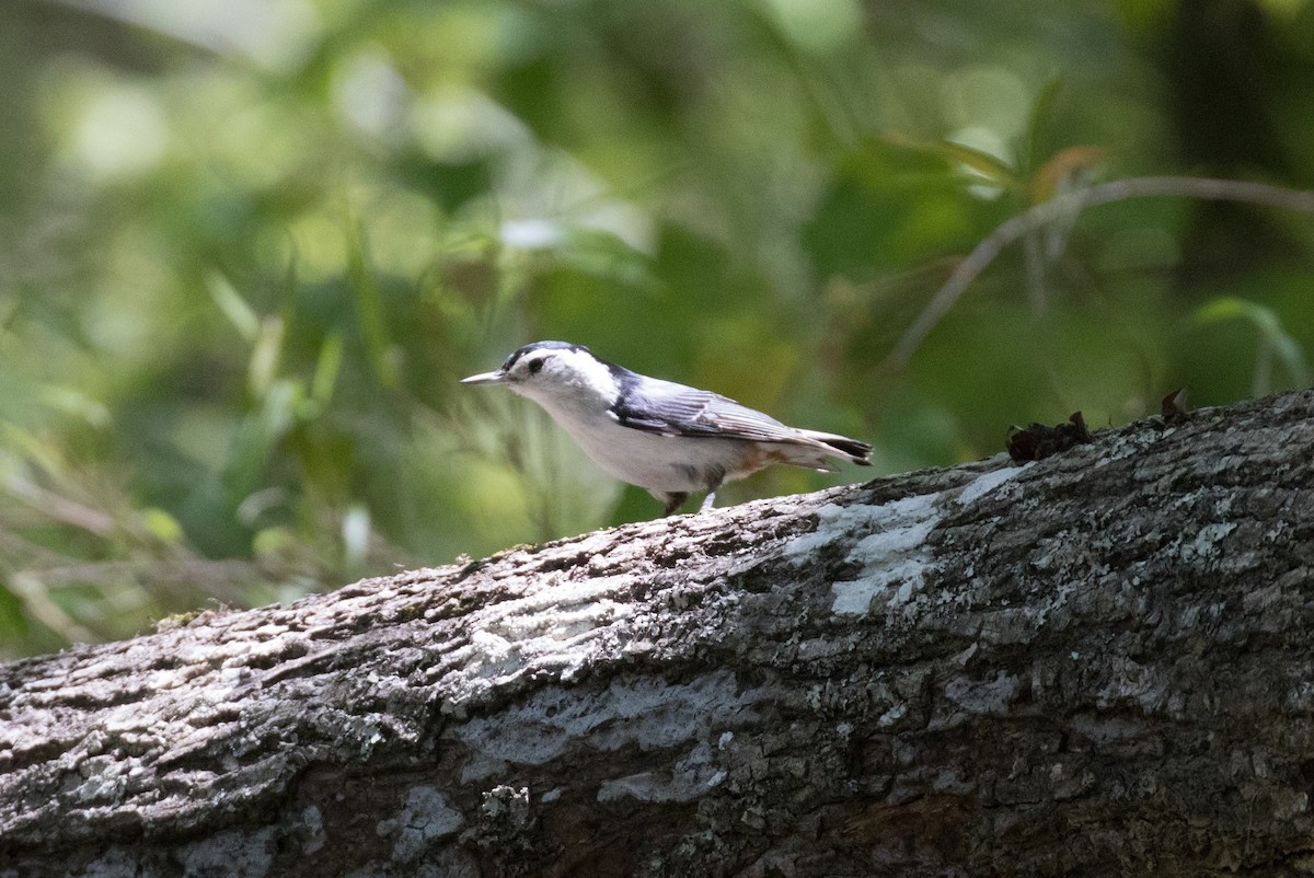 White-breasted Nuthatch - ML95542801