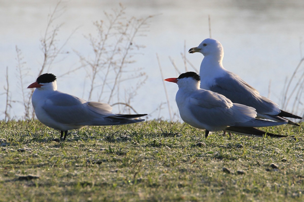 Caspian Tern - ML95544161