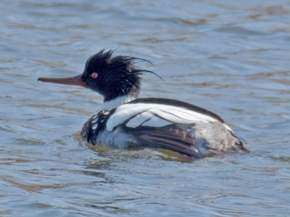 Red-breasted Merganser - Jack and Shirley Foreman