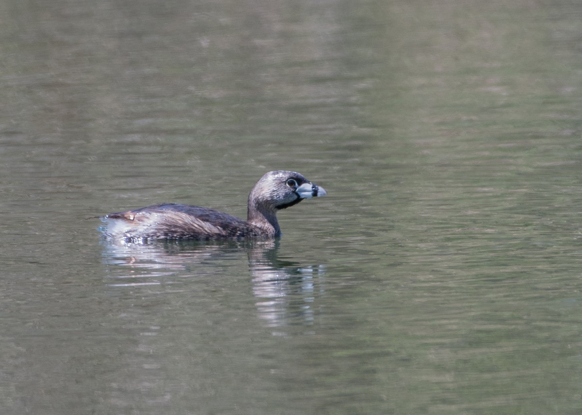 Pied-billed Grebe - ML95546911