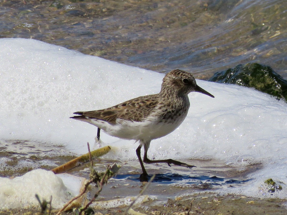 Least Sandpiper - GARY DOUGLAS