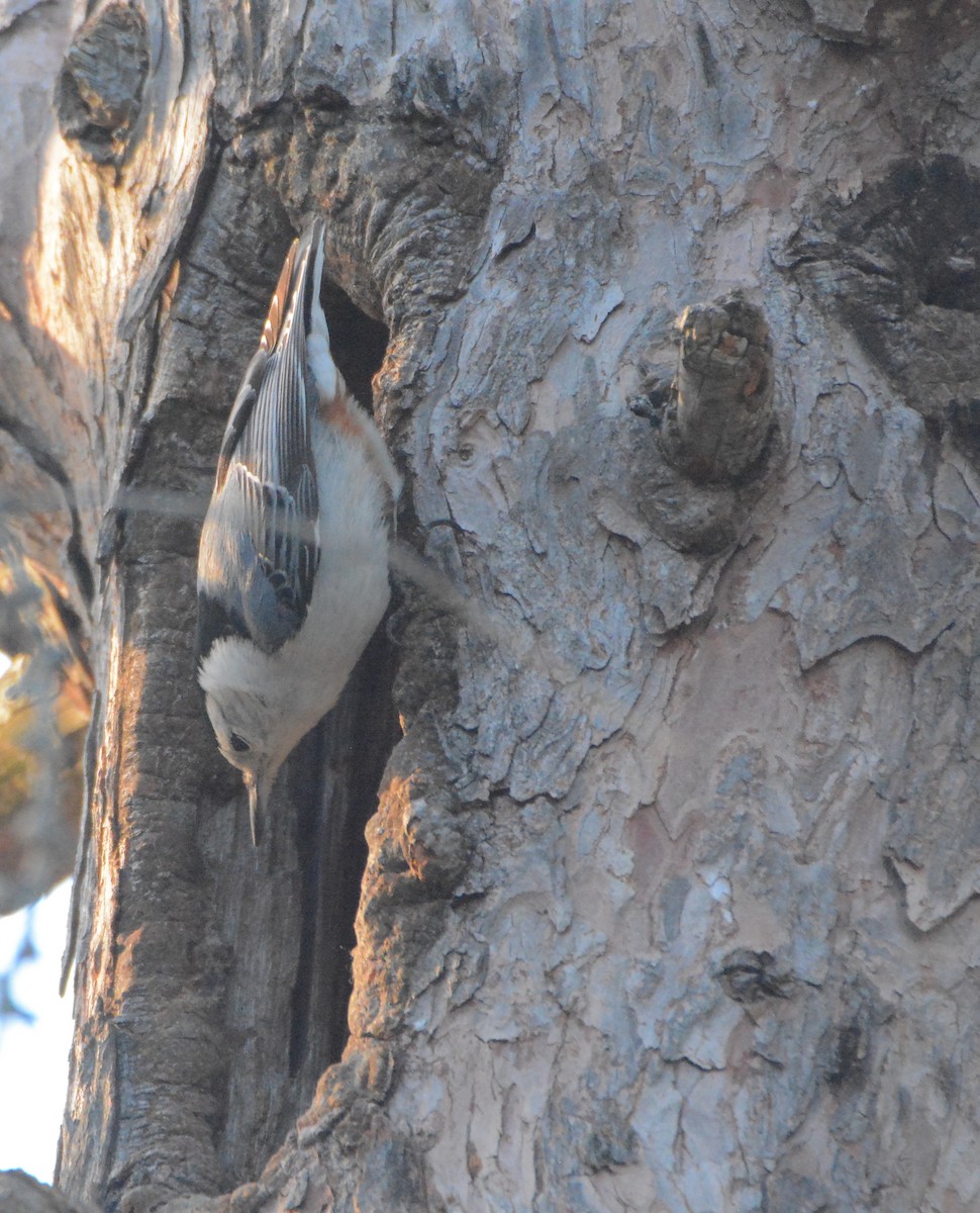 White-breasted Nuthatch - ML95549421
