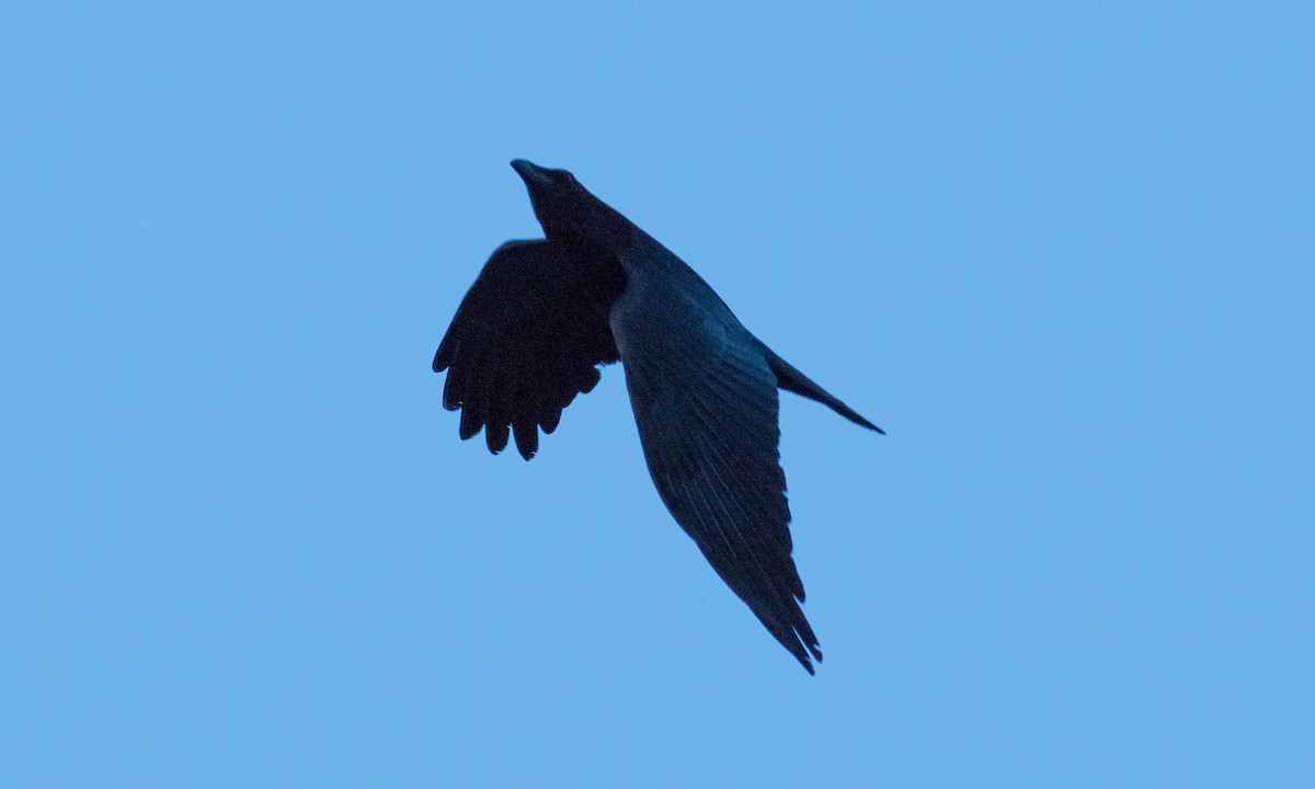 Common Raven - ML95551241