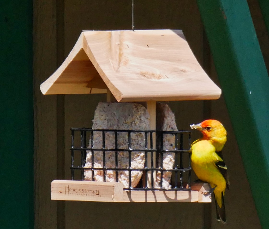 Western Tanager - ML95552181