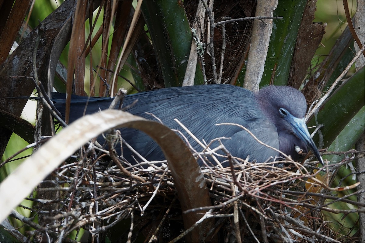 Little Blue Heron - Mary Harrell