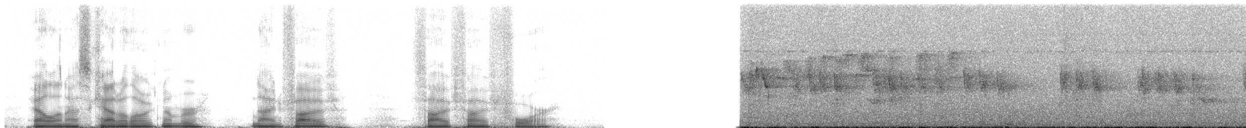 チェバートオオハシモズ（chabert） - ML95554