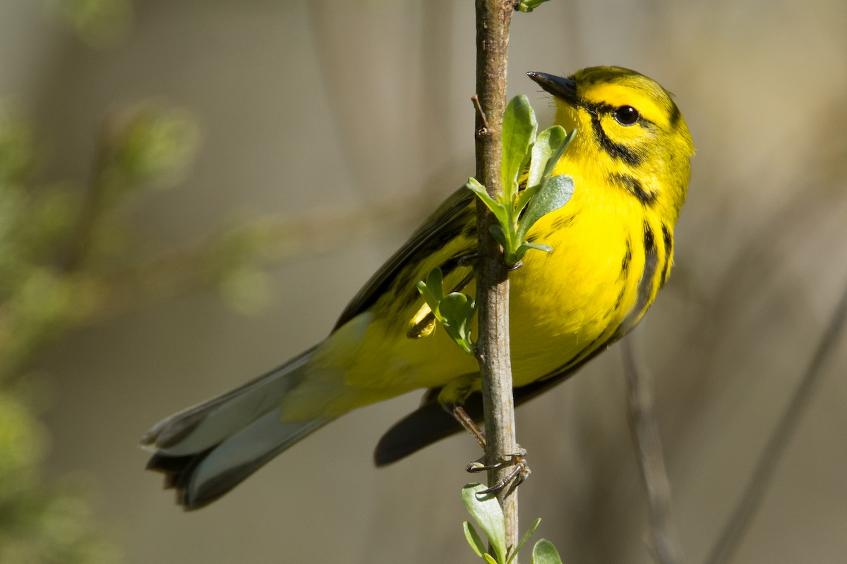 Prairie Warbler - ML95554151