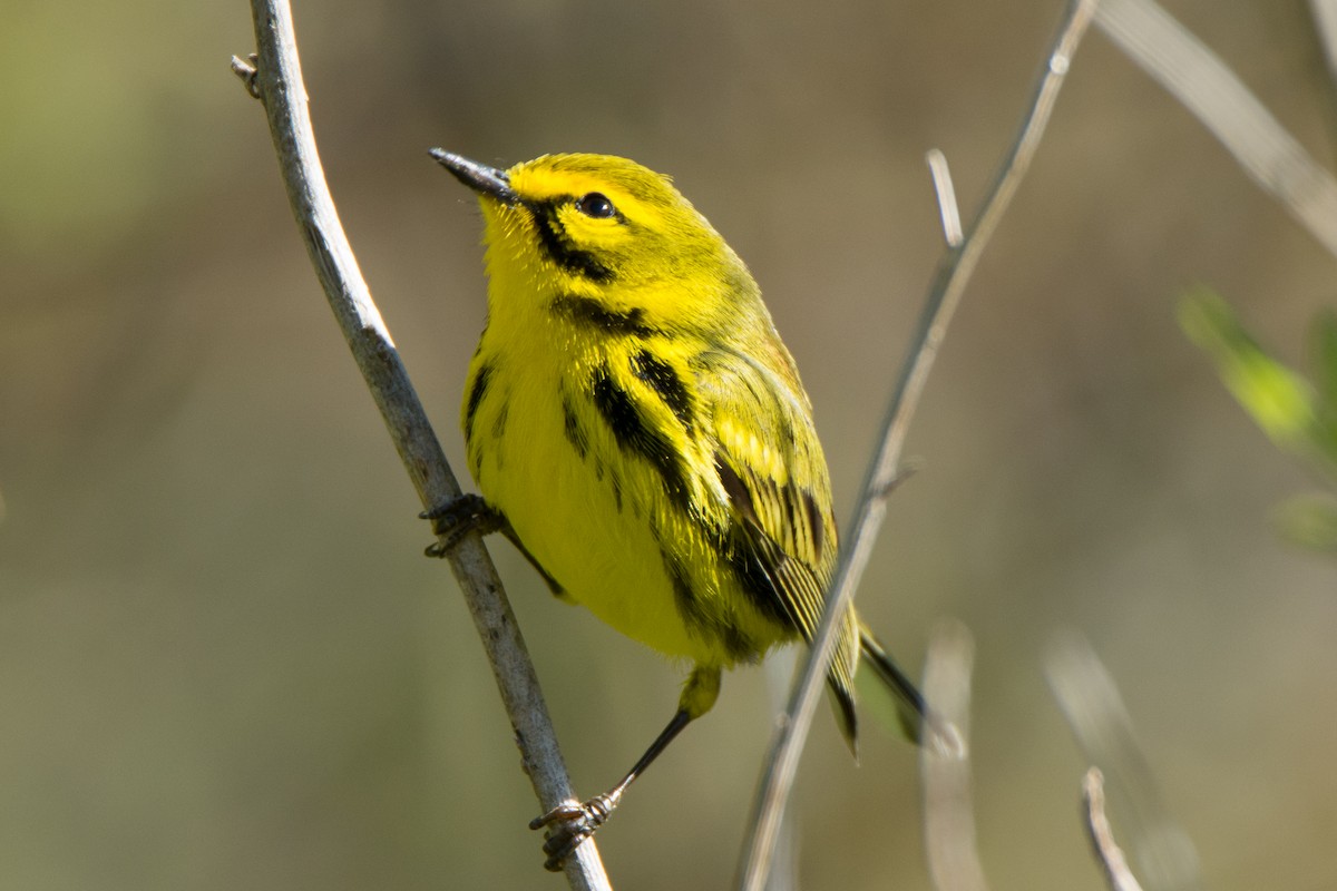 Prairie Warbler - ML95554251